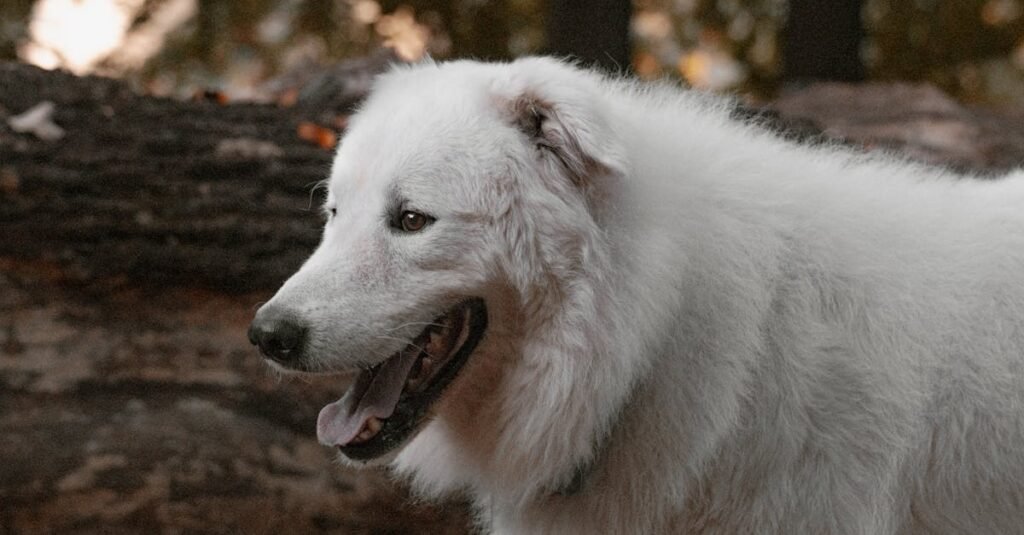 Side view of a fluffy white dog in a wooded area, showcasing its playful demeanor.