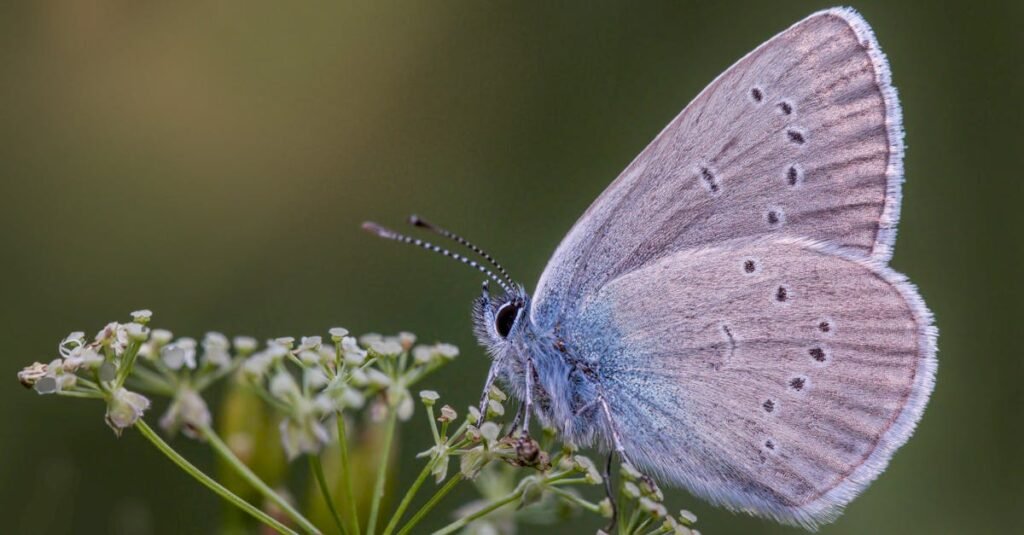 Macro image of a butterfly perched on a flower, showcasing its detailed wings and vibrant colors.